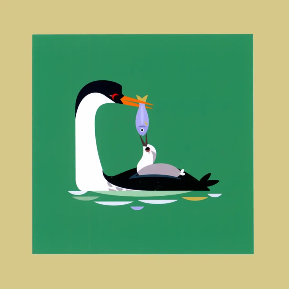 Western Grebes Postcard Print