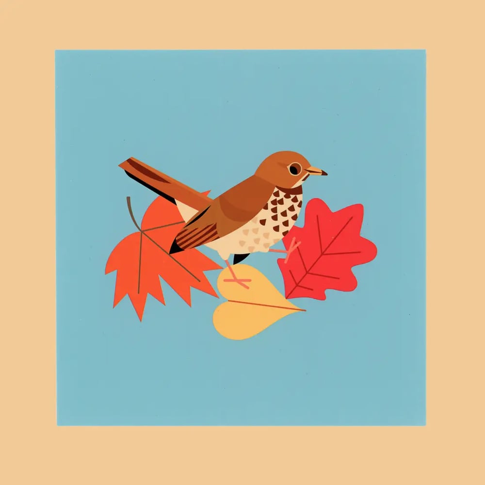 Hermit Thrush Postcard Print