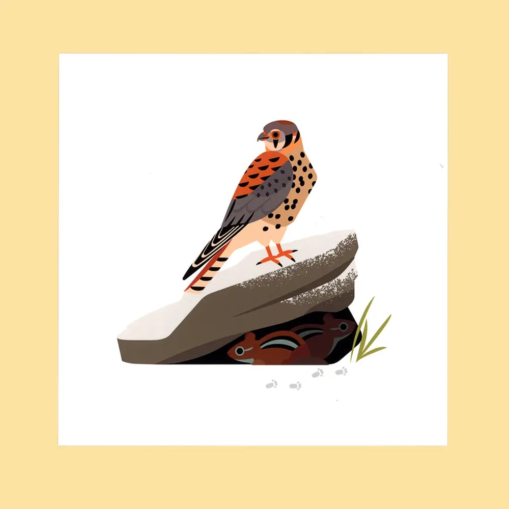 American Kestrel Postcard Print