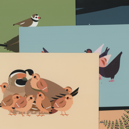 Postcard Pack