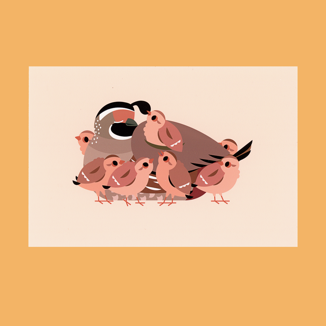 Quail Family Postcard Print